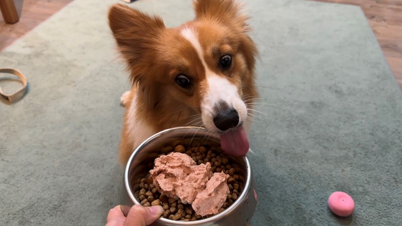 女人知己試用大隊,口碑行銷,部落客行銷,自然食 成長機能主食餐包,自然食,成長機能狗狗主食餐包,成長機能貓咪主食餐包,滿足毛孩最單純的幸福,人食等級食材,開封即食,綿密的肉泥狀質地,好吸收,無膠類,無色素,無防腐劑的添,維持腸道健康,添加DHA/靈芝多醣體,使用高優質蛋白,適口性佳,狗狗口味,犬用營養火雞,犬用嫩雞牛肉,貓咪口味,貓用營養嫩雞,貓用嫩雞鮪魚